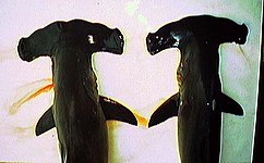 Két pörölycápafaj „kalapácsfejének” összehasonlítása. A bal oldali csipkés, a jobb oldali közönséges pörölycápa