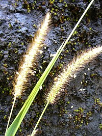 Setaria parviflora, Хавайд