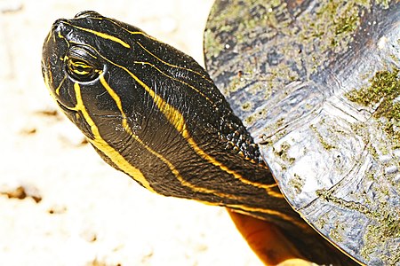 Suwannee Cooter (Pseudemys suwanniensis), close up of head, Levy County, Florida (28 Apr. 2013)