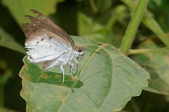 Ventral view