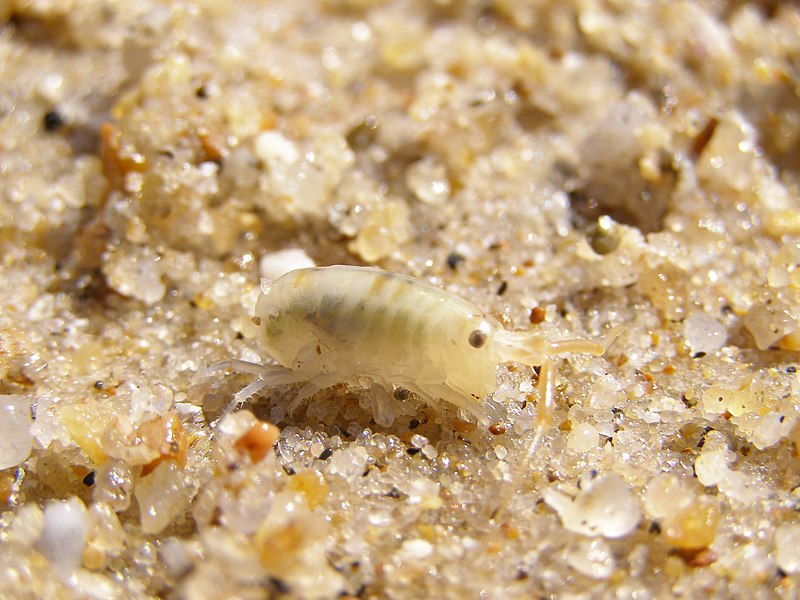 Image:Talitrus saltator Aguda.jpg