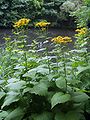 Große Telekie (Telekia speciosa)