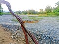 Thai cat snake from Dalgaon, Alipurduar, West Bengal.