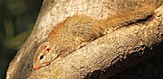 Brown treeshrew