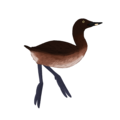 Thiornis