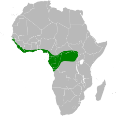 Afrikinis garnys (Tigriornis leucolopha)