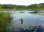 Tollareträsk från syd