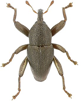 Trigonopterus irregularis