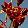 Tulbaghia capensis