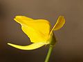 Utricularia laxa 5. jpg