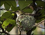 Fekolibri i boet.