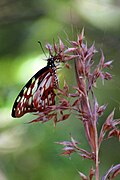 ??? Onbekende vlinder, Graphium in Nationaal park Isalo