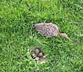 Большой веретенник (Limosa limosa) у гнезда с кладкой яиц
