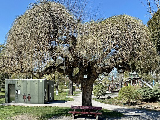 3. Schnurbaum im Stadtpark von Wiener Neustadt von Funke