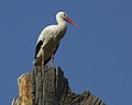 White Stork