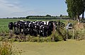 Koeien in de polder