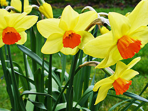 Welsh Daffodils, courtesy of wikipedia