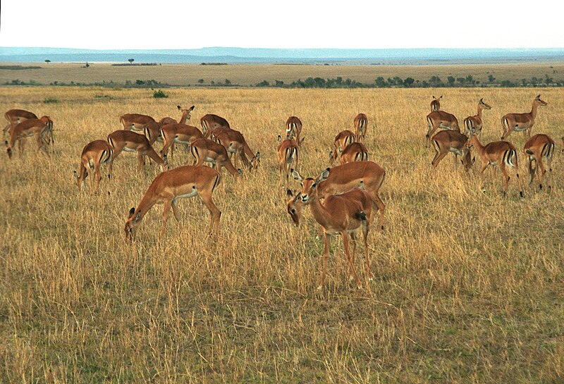 800px-Aepyceros_melampus_(Masai_Mara,_Kenya).jpg