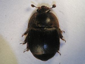 Aethina tumida Common Name: small hive beetle ...