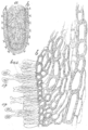 Agaricus bisporus mitseliysining tuzilishi