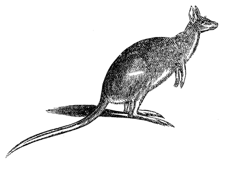Fig. 11. Kangoeroe.