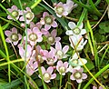 bog pimpernel