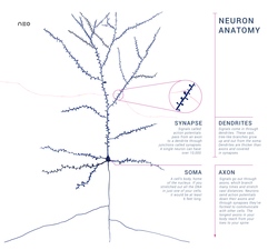 Schematic of an anatomically accurate single pyramidal neuron, the primary excitatory neuron of the cerebral cortex, with a synaptic connection from an incoming axon onto a dendritic spine Anatomy of a Neuron with Synapse.png