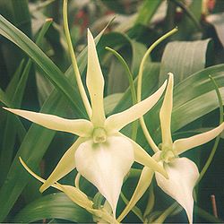  Angraecum Veitchii (hybride horticole)