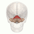 Animation. Anterior lobe shown in red.