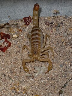 Description de l'image Arizona Bark Scorpion and her hatchlings.jpg.