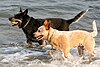 Australian Cattle Dogs red and blue.jpg