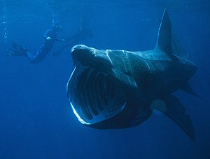 A basking shark filter feeding.