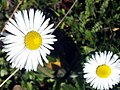 Bellis sylvestris