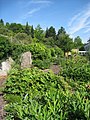 Strauchpaeonien im Botanischen Garten