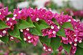 Bougainvillée à Tahiti.