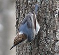 Brown-headed nuthatch