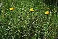 Rindsauge (Buphthalmum salicifolium)
