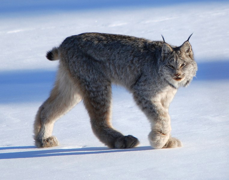 Fichier:Canadian lynx by Keith Williams.jpg