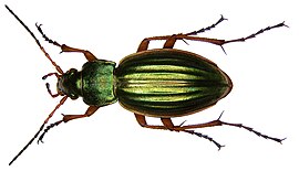 Carabus auratus