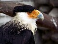 Kuifcaracara