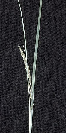 white-edge sedge