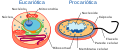 Esquema sinxelo dunha célula eucariótica (esquerda) e outra procariótica (dereita)