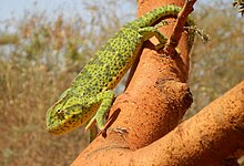 Chamaeleo senegalensis.JPG