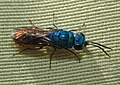 Chrysis ignita