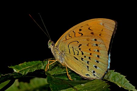 Ventral view