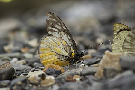 Ventral view