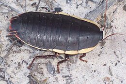 Cockroach 8 cm long Ku-ring-gai Chase National Park.jpg