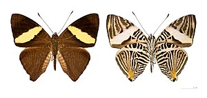 黃肱蛺蝶的指名亞種