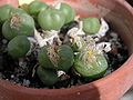 Miniatura para Conophytum obcordellum subsp. rolfii