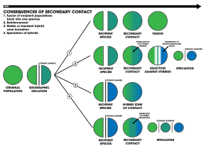 The four outcomes of secondary contact:
1. An extrinsic barrier separates a species population into two but they come into contact before reproductive isolation is sufficient to result in speciation. The two populations fuse back into one species
2. Speciation by reinforcement
3. Two separated populations stay genetically distinct while hybrid swarms form in the zone of contact
4. Genome recombination results in speciation of the two populations, with an additional hybrid species. All three species are separated by intrinsic reproductive barriers Consequences of secondary contact Schematic.svg